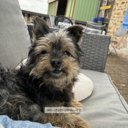 Photo de chien perdu à Maillet