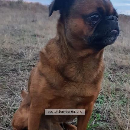 Photo 1/1 Titou Chien perdu à Valras plage
