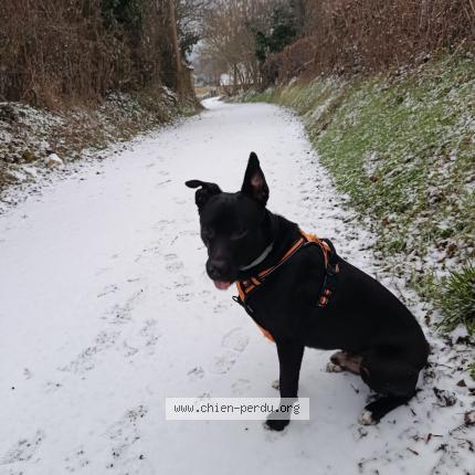 Photo 1/1 Chien retrouvé Perdu à Rudelle