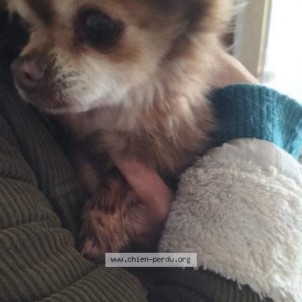 Photo de chien trouvé à St Mathieu