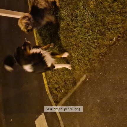 Photo 1/1 Chien trouvé Trouvé à Persan