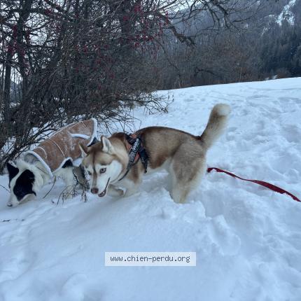 Photo 1/1 Chien retrouvé Perdu à Val cenis lanclevillard