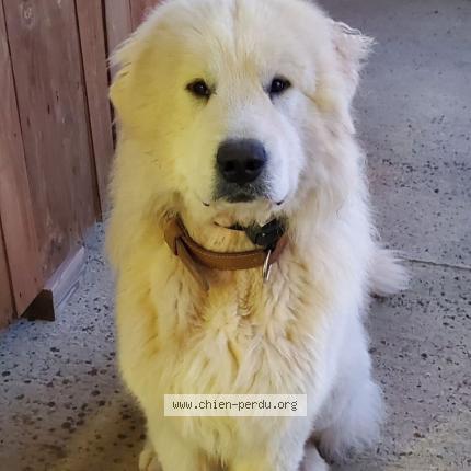 Photo 1/1 Vasco Chien perdu à Rouille