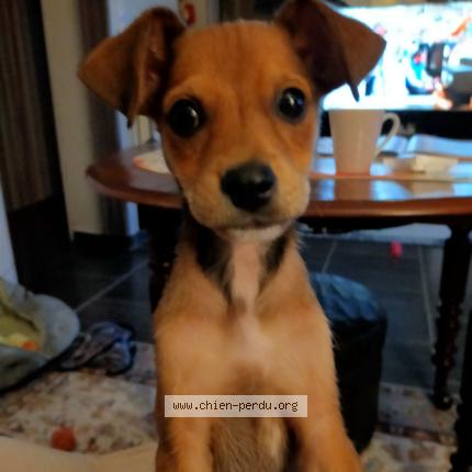Photo de chien perdu à Courcelles