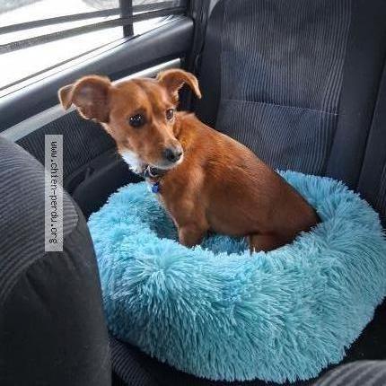 Photo 1/1 Chien retrouvé Perdu à Laval