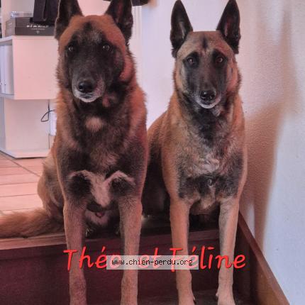 Photo 1/1 Chien retrouvé Perdu à Argences En Aubrac