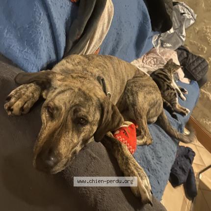 Photo 1/1 Chien retrouvé Perdu à Les salles du gardon