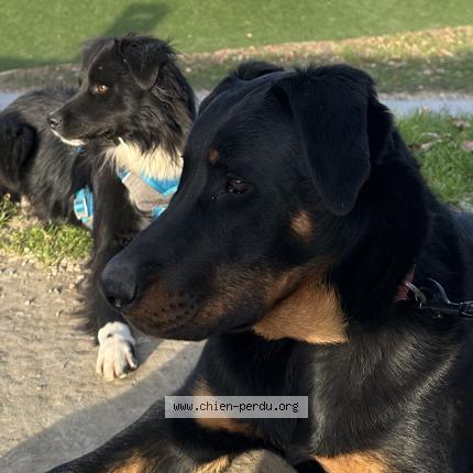 Photo 1/1 Chien retrouvé Perdu à Cavaillon