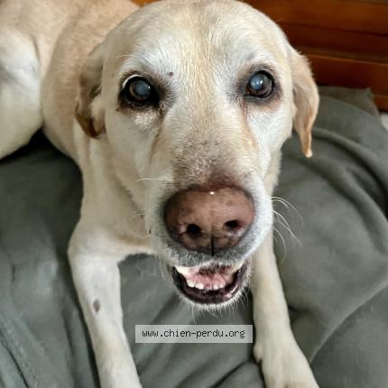 Photo 1/1 Gybb’s Chien perdu à Saint genis d hiersac