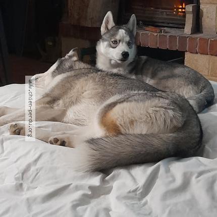 Photo 1/1 Chien retrouvé Perdu à Nimes