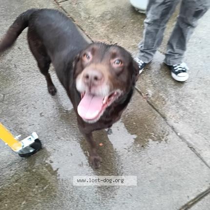 Photo 1/1 Chien trouvé Trouvé à Vancouver