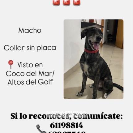 Photo 1/1 Chien trouvé Trouvé à Panama