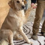 Photo de chien perdu à Saint Jean De Sauves