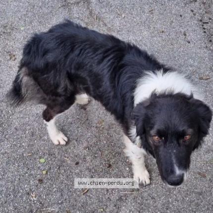 Photo 1/1 Chien retrouvé Perdu à Salon de provence