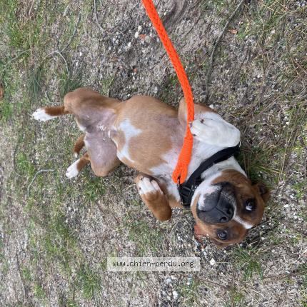 Photo de chien trouvé à Lacanau