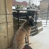 Photo de chien perdu à St Bonnet Des Bruyere