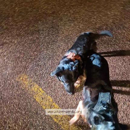 Photo 1/1 Chien trouvé Trouvé à Lechere