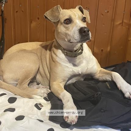 Photo 1/1 Chien retrouvé Perdu à Romans