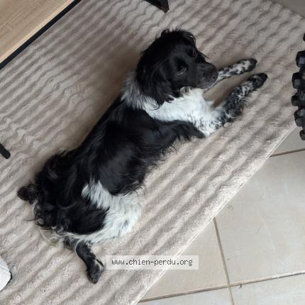 Photo 1/1 Manolo Chien perdu à Evricourt