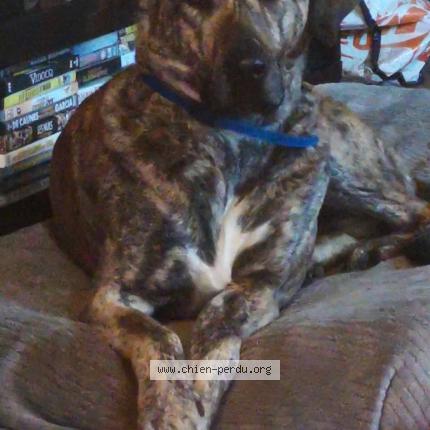 Photo 1/1 Ryta Chien perdu à Salle du gardon