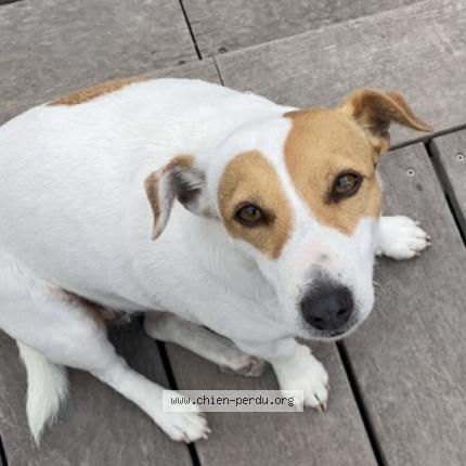 Photo 1/1 Cira Chien perdu à Carry le rouet