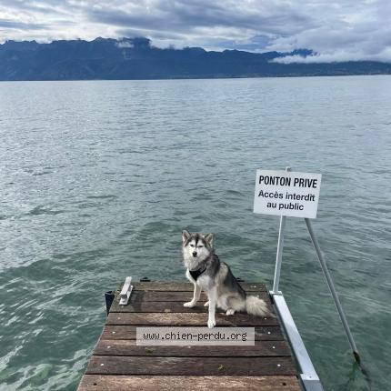 Photo 1/1 Uzy Chien perdu à Livry gargan
