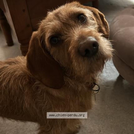 Photo 1/1 Chien retrouvé Perdu à Replonges
