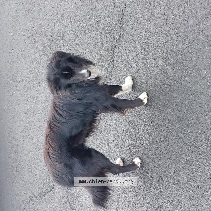 Photo 1/1 Chien trouvé Trouvé à Urrugne