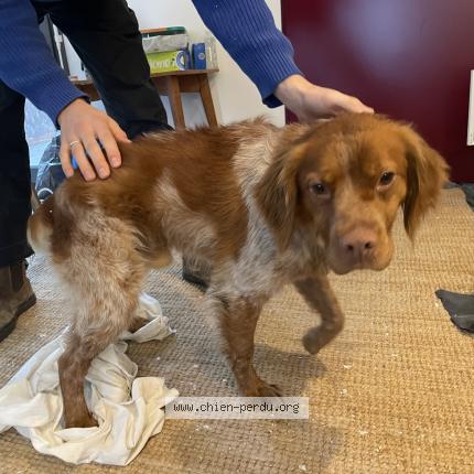 Photo 1/1 Chien trouvé Trouvé à Bordeaux