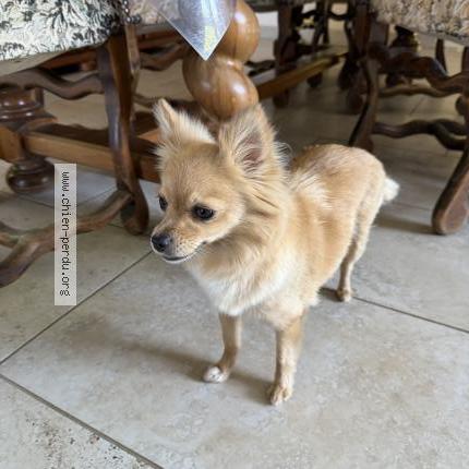 Photo 1/1 Cally Chien perdu à La reole