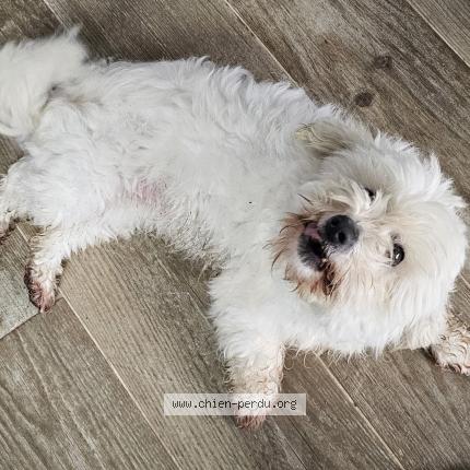 Photo 1/1 Chien retrouvé Trouvé à Lusigny