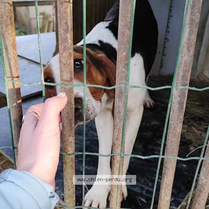 Photo 1/1 Vanille Chien perdu à Saint maurice d ibie