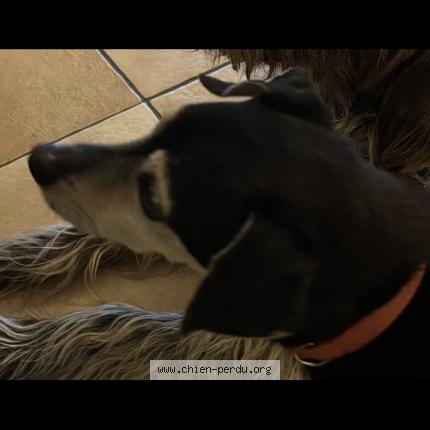 Photo de chien perdu à Joncherey