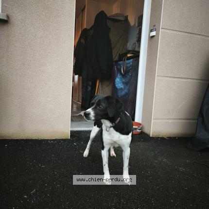 Photo 1/1 Chien trouvé Trouvé à Saint jean sur couesnon