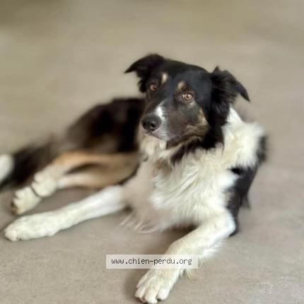 Photo 1/1 Chien retrouvé Perdu à Labarthe sur leze
