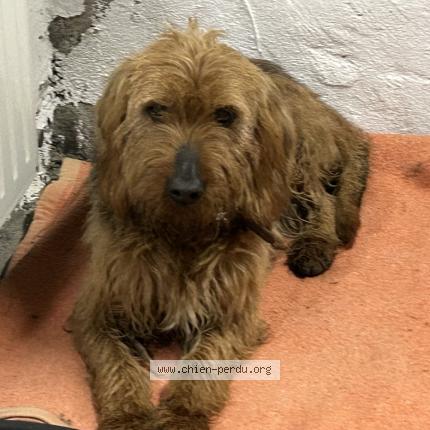 Photo de chien trouvé à Macon