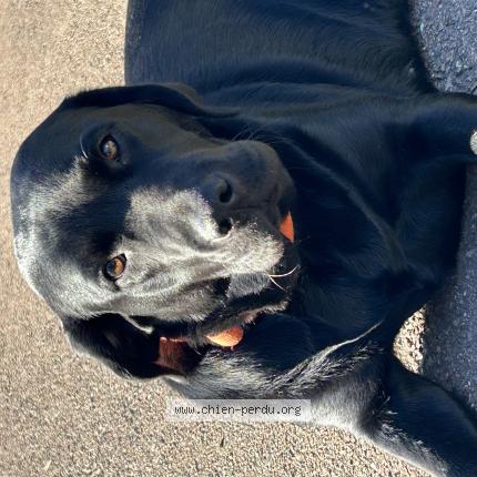 Photo 1/1 Chien retrouvé Perdu à Givry