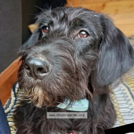 Photo 1/1 Pinot Chien perdu à St martin de riberac