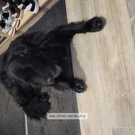 Photo de chien trouvé à Marnac