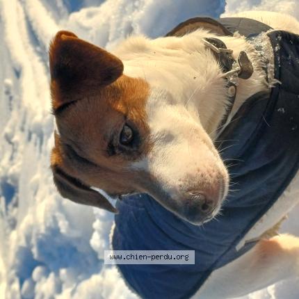 Photo 1/1 Chien retrouvé Perdu à Le clerjus