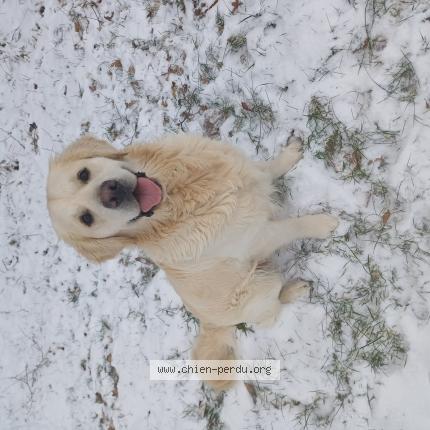 Photo 1/1 Chien retrouvé Perdu à Le clerjus