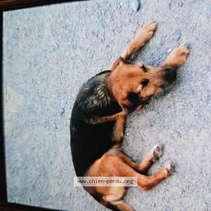 Photo de chien perdu à Saint Laurent Du Mottay