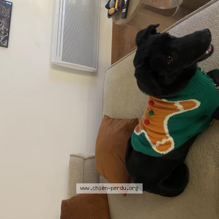 Photo 1/3 Vie Chien perdu à Bel air salon de provence