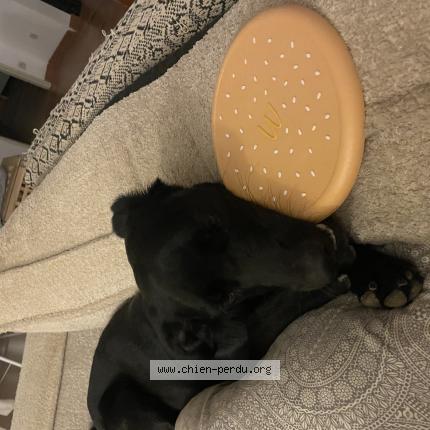 Photo 2/3 Vie Chien perdu à Bel air salon de provence