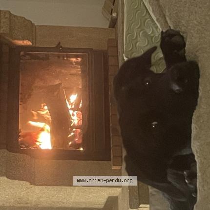 Photo 3/3 Vie Chien perdu à Bel air salon de provence