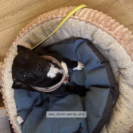 Photo 1/1 Chien retrouvé Perdu à Toulouse