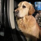 Photo de chien trouvé à Flourens