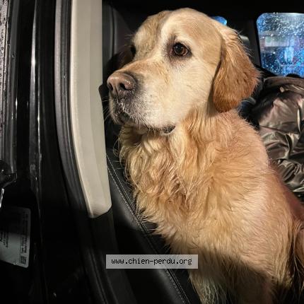 Photo de chien trouvé à Flourens