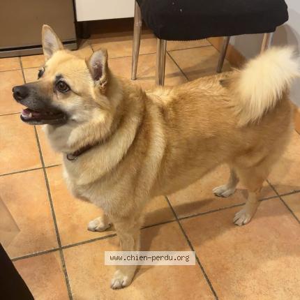 Photo de chien perdu à Avignon