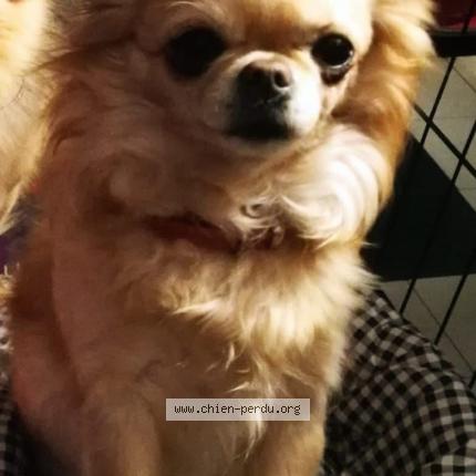 Photo 1/1 Chien retrouvé Perdu à Ajaccio